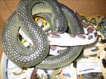 Two snakes coiled on various items.