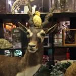 Antelope with chick on its head displayed.