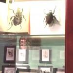 Insect display with framed beetle illustrations.